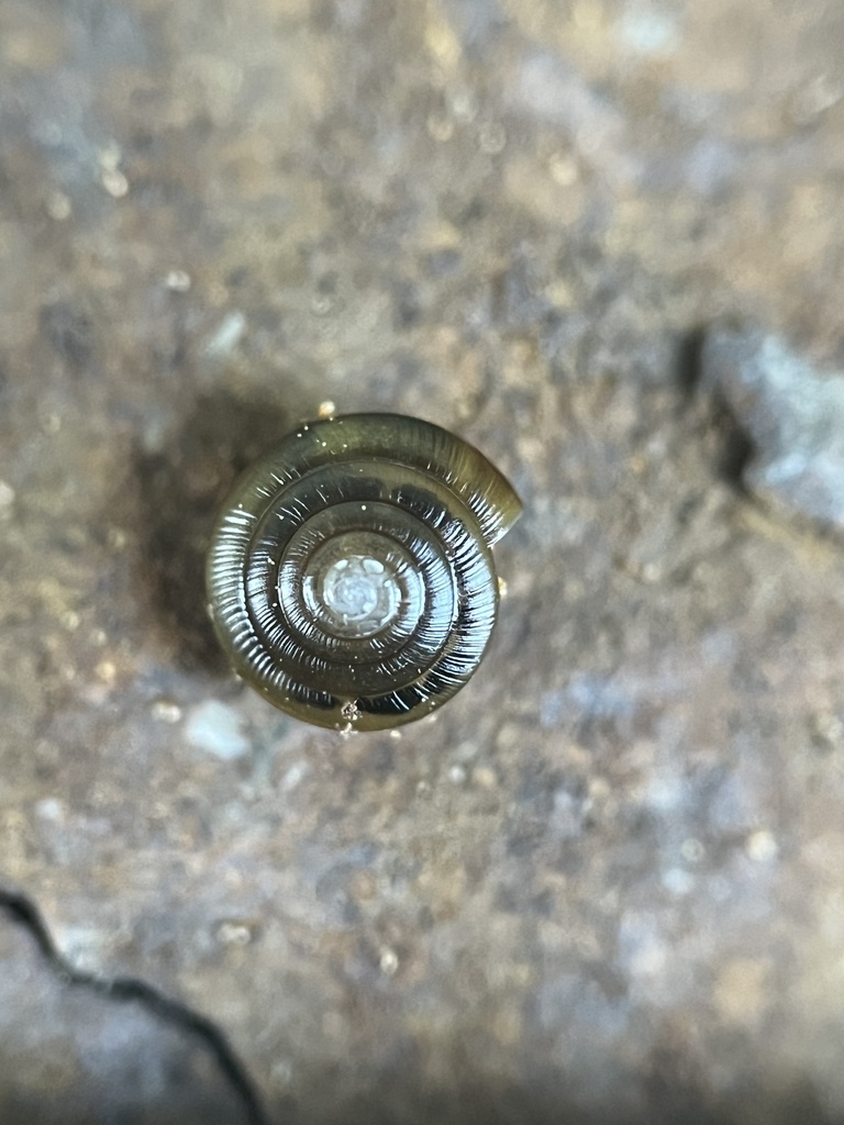 Crowned Tightcoil