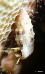 Cerithiidae