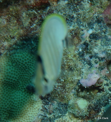 Chaetodon multicinctus