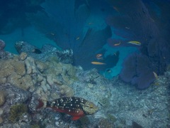 Stoplight Parrotfish