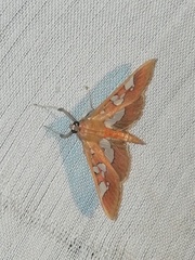 Phostria oajacalis