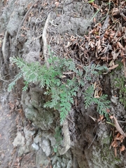 Asplenium richardii