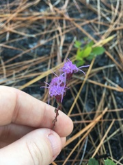 Liatrinae