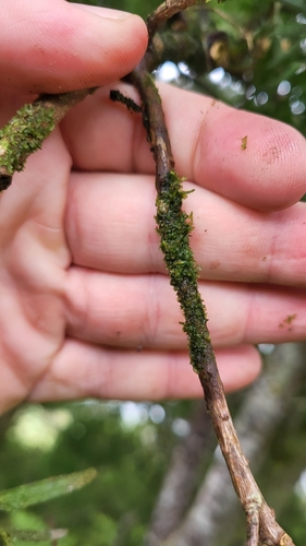 Dendroceros adglutinatus