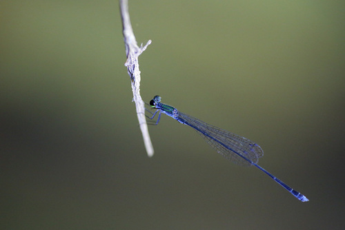 Peristicta