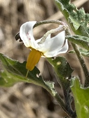 Solanum nigrescens