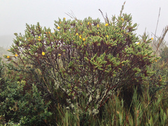 Hypericum goyanesii