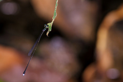 Forcepsioneura regua