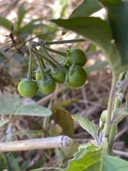 Solanum nigrescens