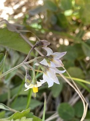 Solanum nigrescens