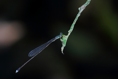 Forcepsioneura