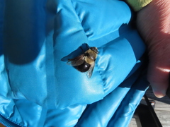 Cephenemyia phobifer