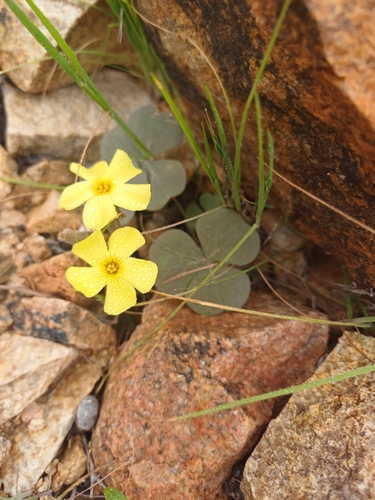 Oxalis brevis (Oxalis brevis)