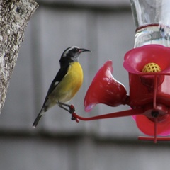 Coereba flaveola sanctithomae