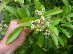 Photinia davidiana