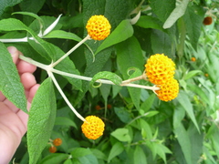Buddleja globosa