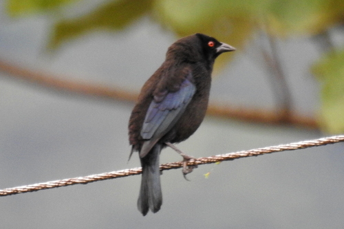 Molothrus aeneus