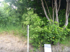 Photinia davidiana