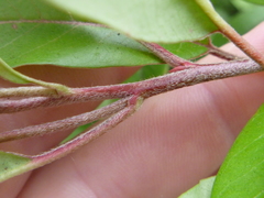Photinia davidiana