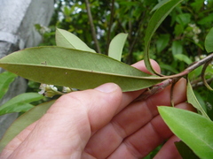 Photinia davidiana