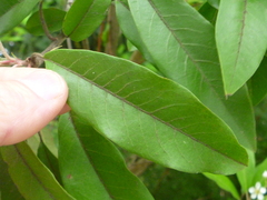 Photinia davidiana