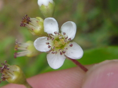 Photinia davidiana