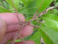 Photinia davidiana