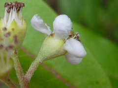 Photinia davidiana