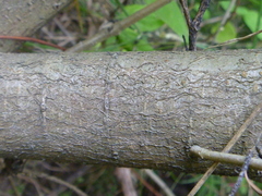 Photinia davidiana