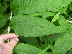 Buddleja globosa