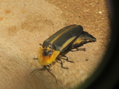 Cratomorphus distinctus