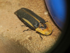 Cratomorphus distinctus