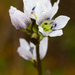 Gentianella corymbosa - Photo (c) Ken-ichi Ueda, some rights reserved (CC BY)