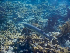 Great Barracuda