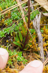 Gentianella corymbosa