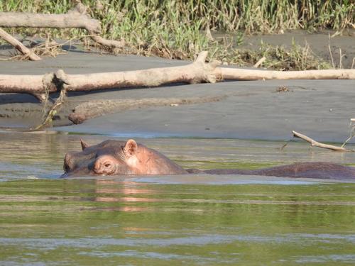 Hippopotamus