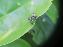 Corythalia argentinensis