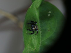 Corythalia argentinensis