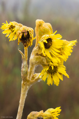 Espeletia grandiflora