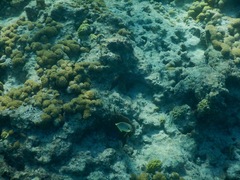 Four-eyed Butterflyfish