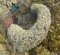 Holothuria atra