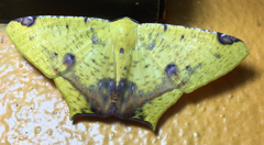 Nepheloleuca illiturata