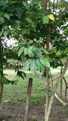 Pithecellobium lanceolatum