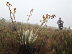 Espeletia grandiflora