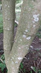 Pithecellobium lanceolatum