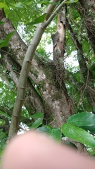 Pithecellobium lanceolatum