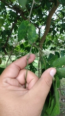 Pithecellobium lanceolatum