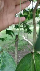 Pithecellobium lanceolatum