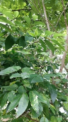 Pithecellobium lanceolatum