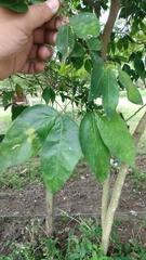 Pithecellobium lanceolatum